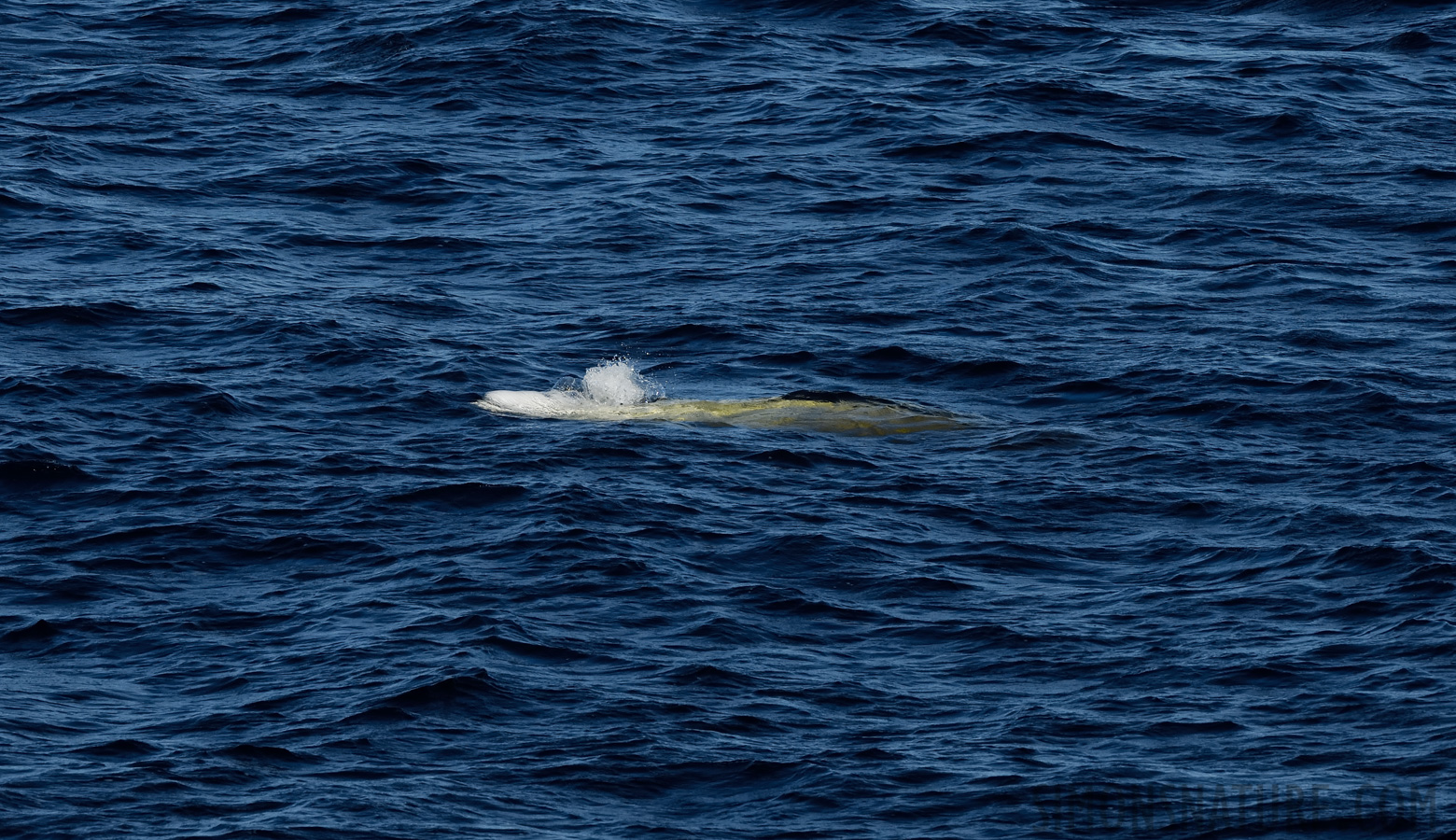 Delphinapterus leucas [300 mm, 1/2500 sec at f / 8.0, ISO 800]